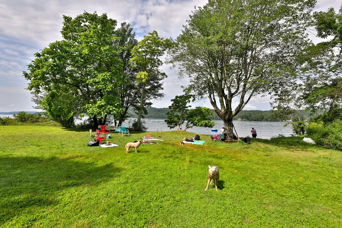 An expansive outdoor lawn shaded by large trees with a clear view of the water. People and dogs are seen relaxing and playing by the shore, highlighting the home's direct access to the lake for boating, fishing, or simply enjoying the sunshine.